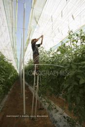 Image du Maroc Professionnelle de  Agriculture moderne au Sahara, un ouvrier utilise des échasses durant son travail sous une immense serre à Dakhla. Dans cette région la production des tomates en grappes bénéficie d’un climat phénoménalement ensoleillé, tempéré et régulier, Mardi 21 Novembre 2006.
Avec l'introduction des cultures sous abris serres, la région de Dakhla est devenue en très peu de temps célèbre pour ces productions de fruits et légumes destinés à l’export.   . (Photo / Abdeljalil Bounhar)